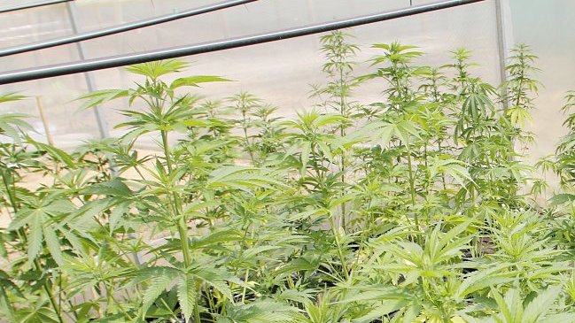 Uruguay inició producción de marihuana en predios autorizados por el Gobierno