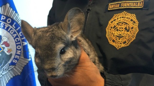 PDI detuvo a estudiante que vendía una chinchilla a través de Facebook