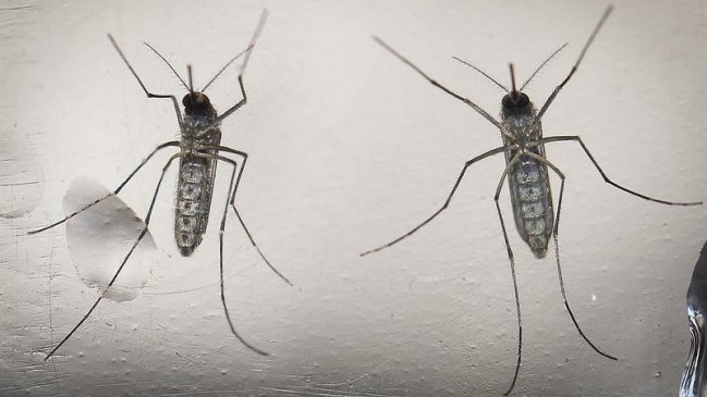 Virus Zika: OMS advierte consecuencias 