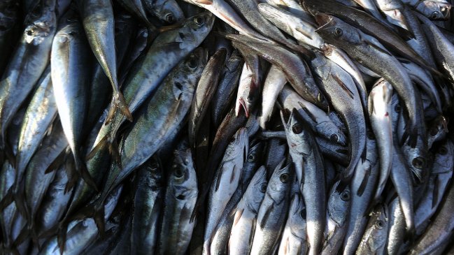 Millonaria multa a pescador artesanal refuerza debate sobre la Ley de Pesca