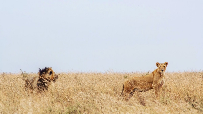 Al menos dos leonas escaparon del Parque Nacional de Nairobi