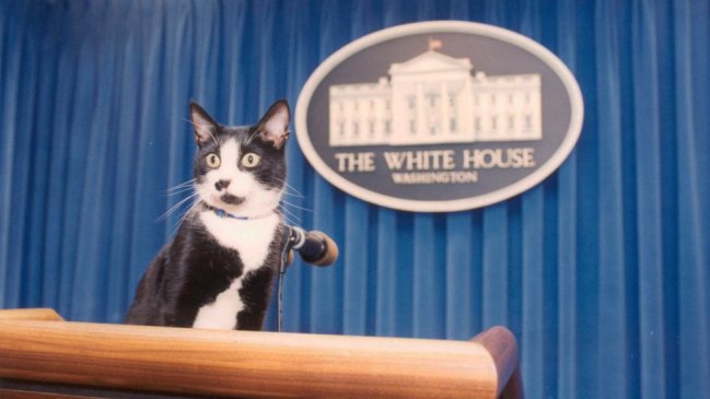 Este sábado se celebra el Día Internacional del Gato