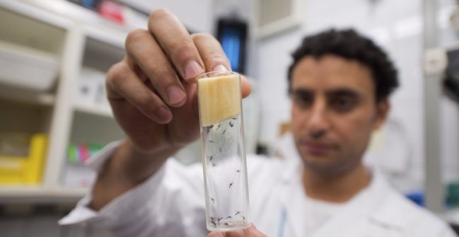 España confirmó 27 casos de zika, entre ellos dos embarazadas