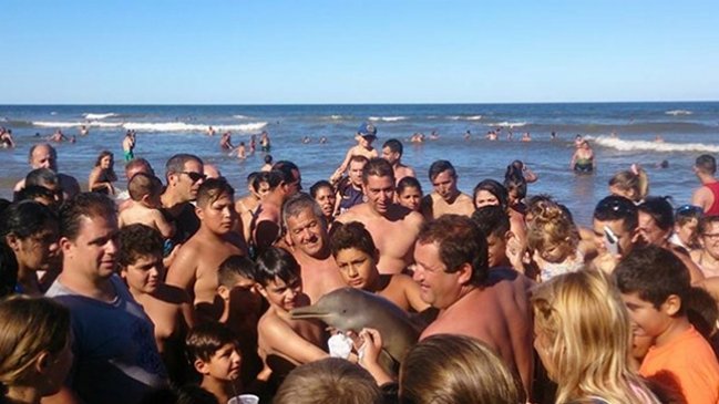 Justicia argentina investiga muerte de delfín que fue sacado del mar por turistas