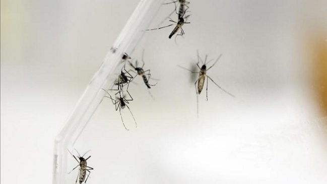 Aumentan los casos importados de Zika en China