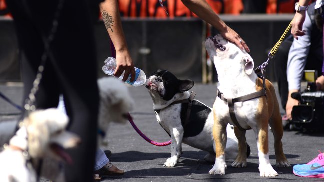 Autoridades de Porvenir denuncian matanza de mascotas