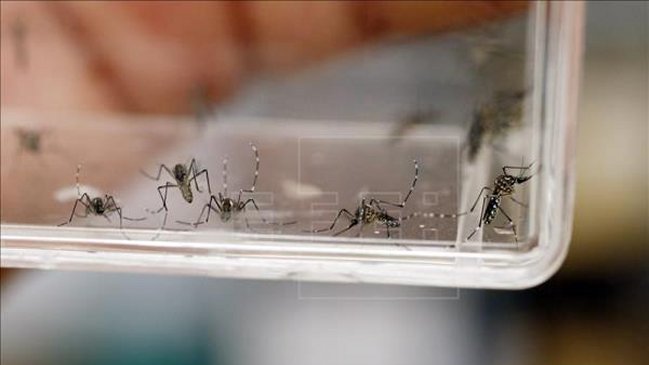 Región boliviana de Santa Cruz decretó alerta sanitaria roja frente a Zika