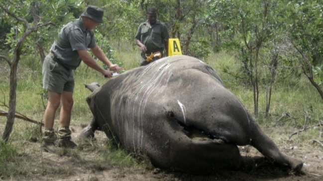 Sudáfrica: Seis cazadores de rinocerontes son condenados a un total de 85 años de cárcel