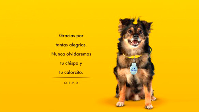 Murió el popular perro de Lipigas