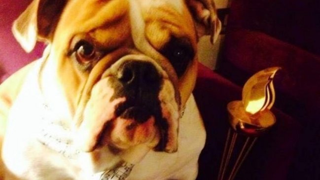 PDI investiga el robo de César, el perro de Los Vikings 5