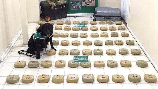 Perro policía descubrió 75 kilos de droga al interior de un bus interurbano