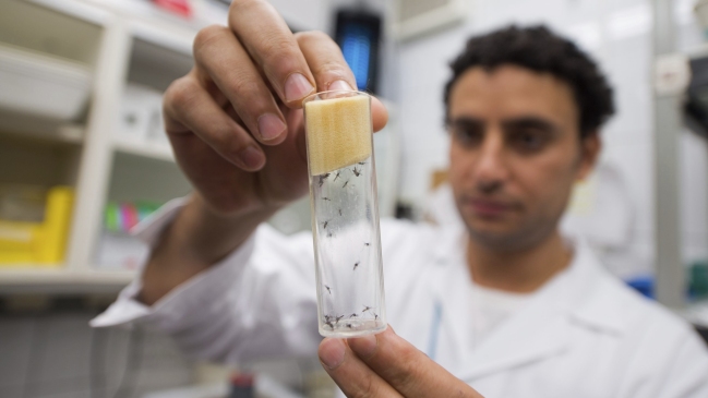 Estudio: Zika puede dañar las células madre a través de una proteína