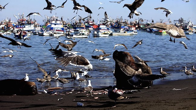 Marea roja: Terminó prohibición para la extracción de pescados y mariscos en Coronel