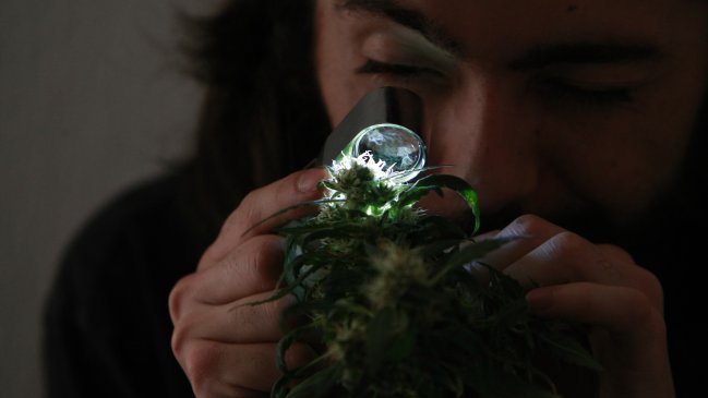 Corte Suprema anuló condena por consumo medicinal de marihuana