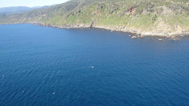 Armada detectó mancha de 16 kilómetros con miles de medusas