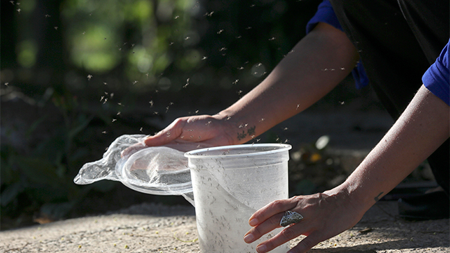 OMS: Se precisan más pruebas para confirmar vínculo entre Zika y microcefalia