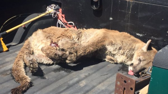 Un puma provocó el cierre temporal de un centro escolar en EE.UU.