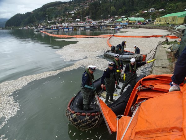 Aún restan 2.500 toneladas de sardinas muertas en Queule
