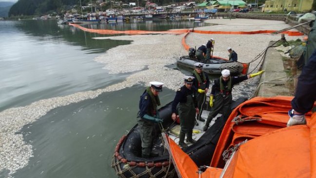 Aún restan 2.500 toneladas de sardinas muertas en Queule