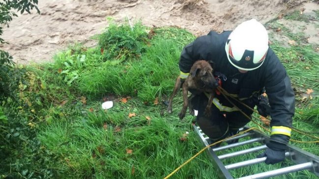 Bomberos rescató a perro del caudaloso río Mapocho
