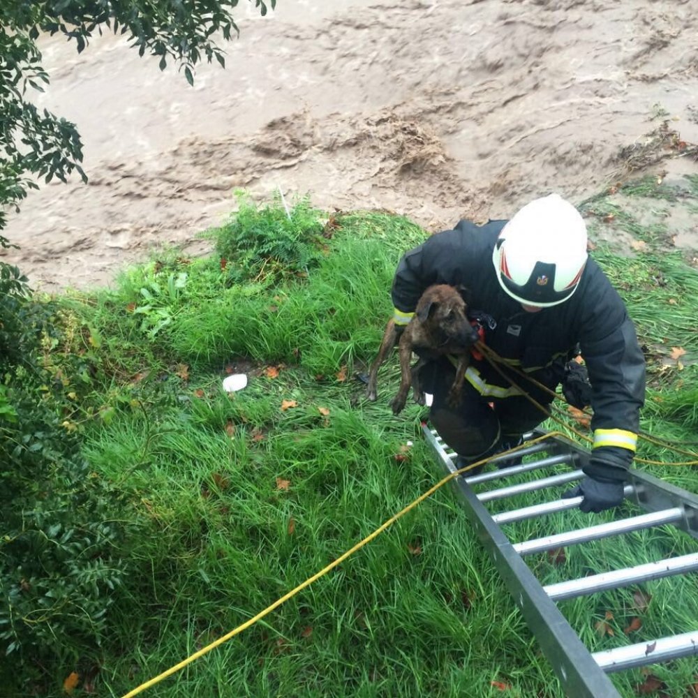 Bomberos rescató a perro del caudaloso río Mapocho
