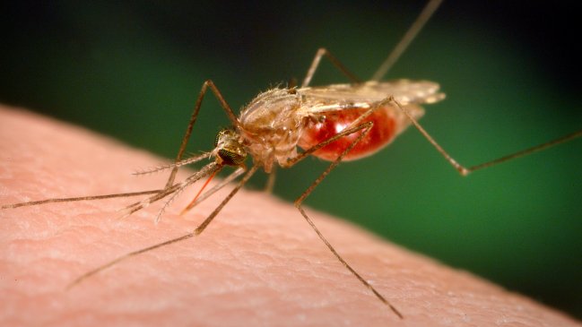 OMS declara a la región europea la primera libre de malaria en el mundo