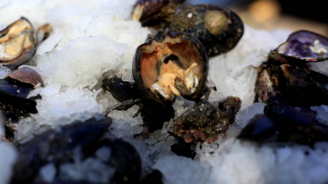 Alerta sanitaria en la Región de Los Lagos por presencia de marea roja