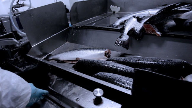 Productora de salmones chilena detectó presencia de virus ISA en una de sus jaulas