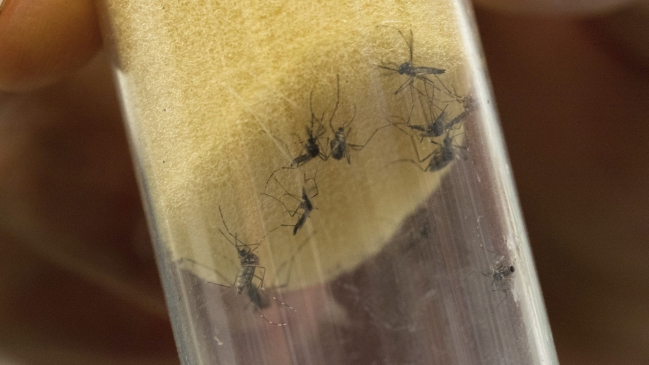 Minsal evalúa declarar alerta sanitaria en Arica por presencia del mosquito del Zika