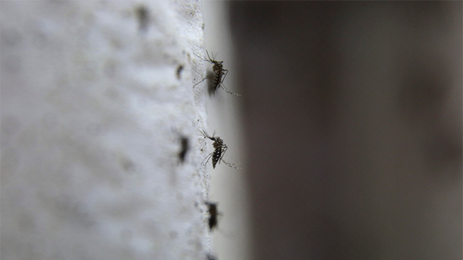 Minsal decretó alerta sanitaria en Arica por presencia del mosquito del Zika