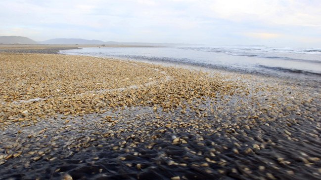 Intendente de Los Lagos por marea roja: Lo primero es llegar con ayuda familiar solidaria