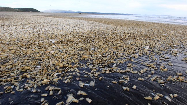 Marea roja: Advierten que microalga aumentó su extensión e intensidad de forma 