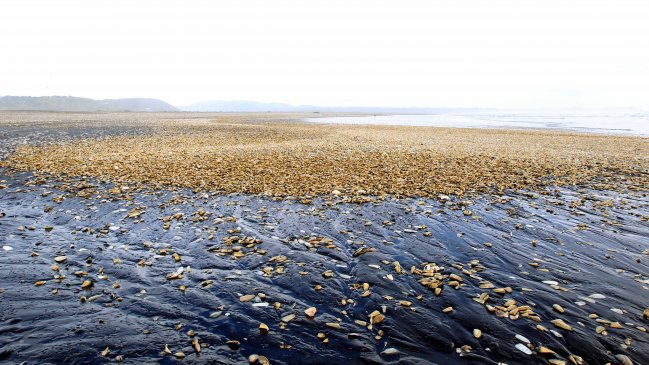 Diputada PS pide aclarar relación entre salmones muertos y marea roja