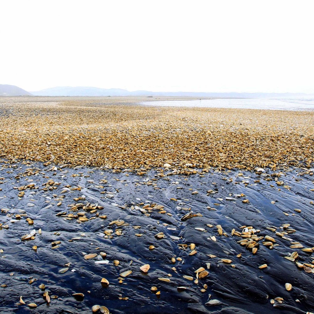 Diputada PS pide aclarar relación entre salmones muertos y marea roja