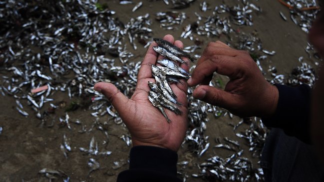 Sernapesca confirmó nueva varazón de 20 toneladas de sardinas en La Araucanía