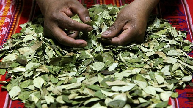 Hombre murió asfixiado en Bolivia mientras masticaba hoja de coca