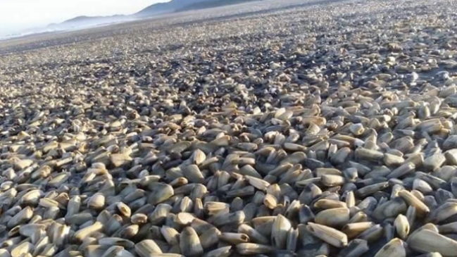 Alcalde de Dalcahue: Algo extraño está ocurriendo con mortalidad de peces y mariscos