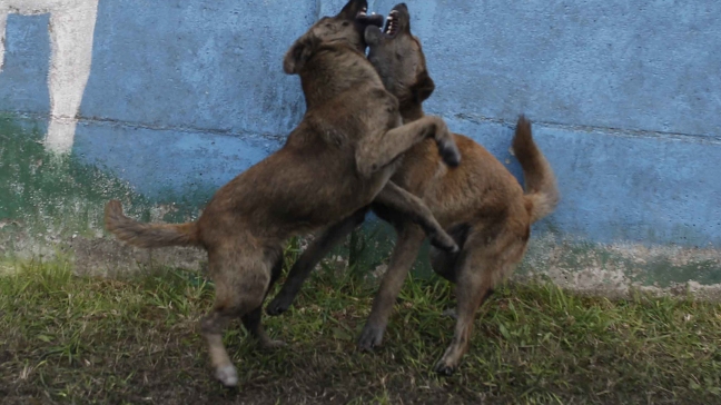 Carteros en EE.UU. sufrieron 6.549 ataques caninos en 2015