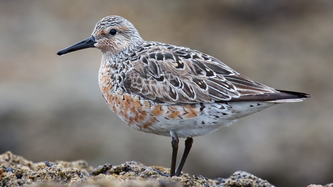 El calentamiento del Ártico amenaza la supervivencia de una especie de aves