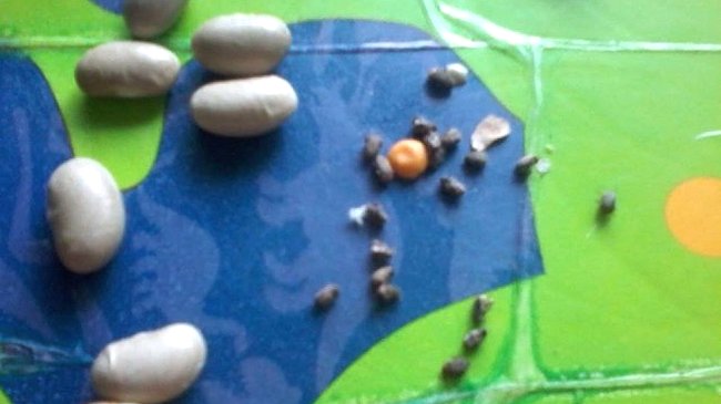 Porotos con larvas: Distribuidora se defiende y apunta a proveedor