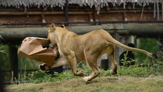Joven que ingresó a jaula de leones se encuentra en riesgo vital