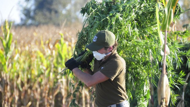 Corte Suprema declaró ilegal ingreso de Carabineros a parcela con cultivo de cannabis