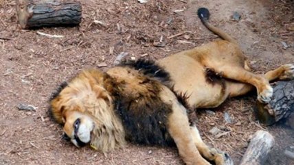   La Historia es Nuestra: Zoológico Metropolitano tomará acciones legales ​por in​tento de suicidio en jaula de ​​ leones 