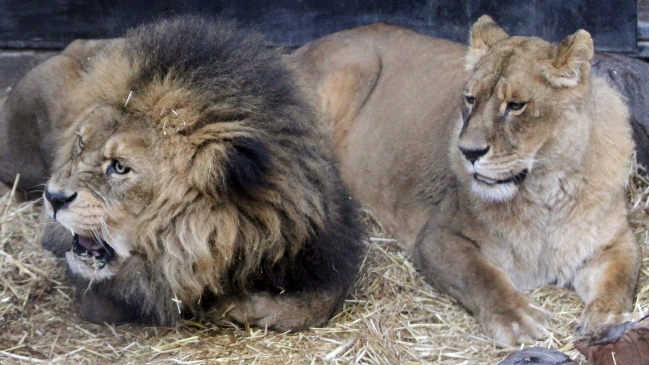 Zoológico anunció acciones legales contra joven que entró a la jaula de los leones