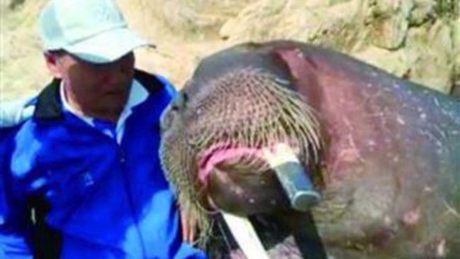 Morsa mató a hombre que intentó sacarse una selfie con ella