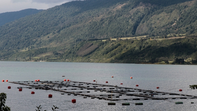 Justicia ordenó a Sernapesca a entregar datos de antibióticos usados por salmoneras