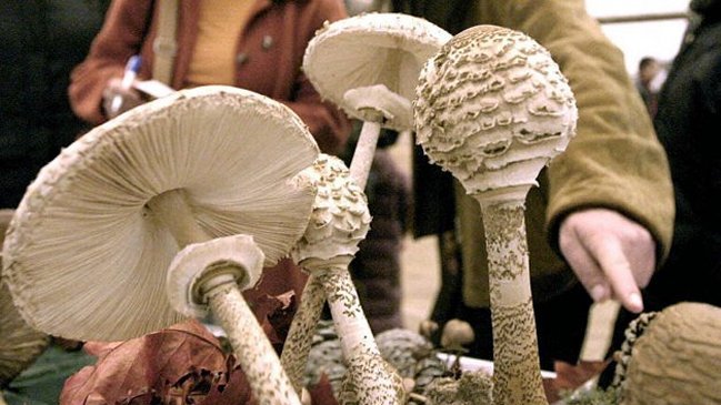 Mujer falleció luego de consumir hongos venenosos en Hualqui