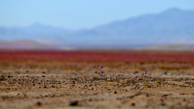 Primarias 2016: Los resultados en la Región de Atacama
