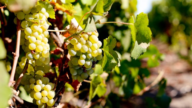 Premios Decanter: Las 