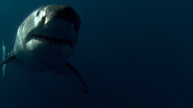 Los tiburones se toman la pantalla de Discovery